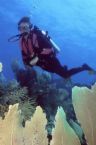 Cape Town Diving - AAA Travel