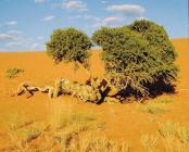 Southern African 20 Day - AAA Travel