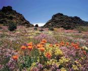 Namaqualand - Southern African 20 Day - AAA Travel